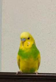 Lost Budgerigar