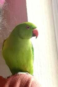 Lost Indian Ringneck Parakeet