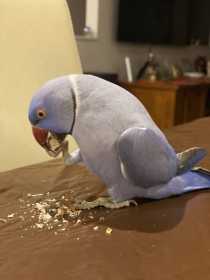 Lost Indian Ringneck Parakeet