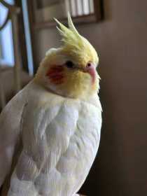 Lost Cockatiel