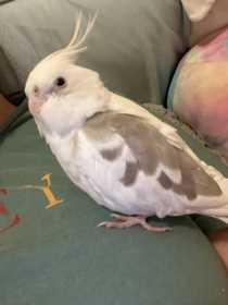 Lost Cockatiel