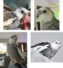 Lost Cockatiel