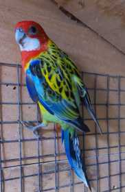 Lost Rosella