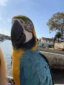 Lost Macaw