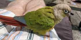 Lost Conure