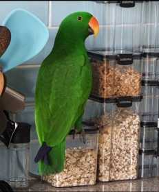Lost Eclectus