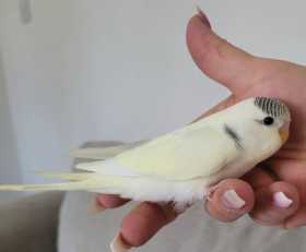 Lost Budgerigar