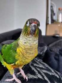 Lost Conure