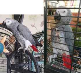 Lost African Grey