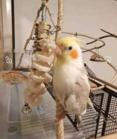 Lost Cockatiel