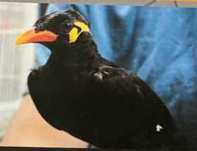 Lost Myna / Mynah