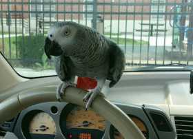 Lost African Grey
