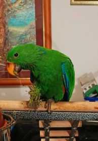 Lost Eclectus