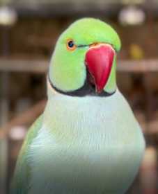 Lost Indian Ringneck Parakeet