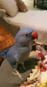 Lost African Ringneck Parakeet