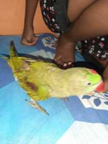 Lost Alexandrine