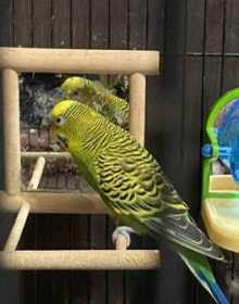 Lost Budgerigar