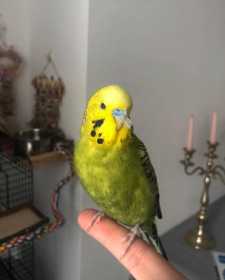 Lost Budgerigar