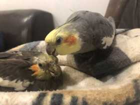 Lost Cockatiel