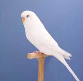 Lost Budgerigar