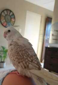 Lost Cockatiel