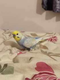 Lost Budgerigar