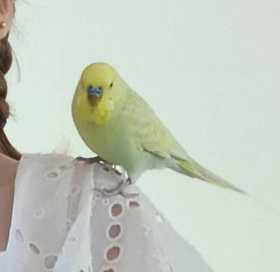 Lost Budgerigar