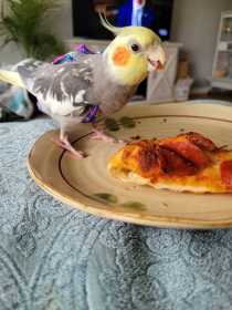 Lost Cockatiel