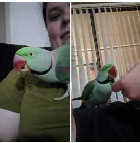Lost Alexandrine