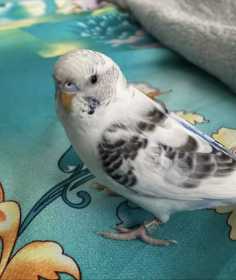 Lost Budgerigar