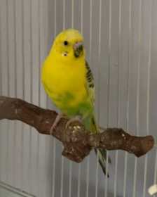 Lost Parakeet