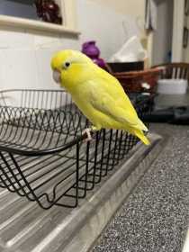 Lost Parrotlet