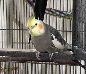 Lost Cockatiel