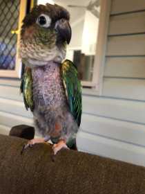 Lost Conure