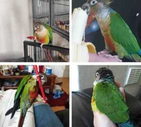 Lost Conure