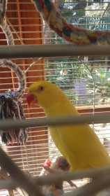 Lost Indian Ringneck Parakeet