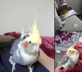 Lost Cockatiel