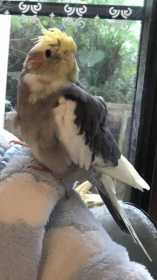 Lost Cockatiel