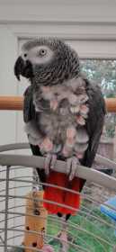 Lost African Grey