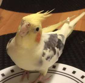 Lost Cockatiel