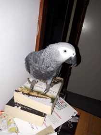 Lost African Grey