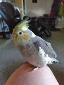 Lost Cockatiel