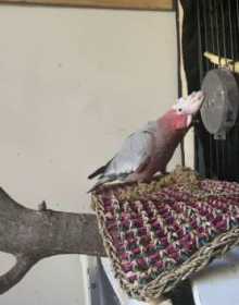 Lost Galah Cockatoo