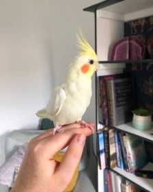 Lost Cockatiel