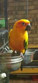 Lost Conure