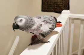 Lost African Grey