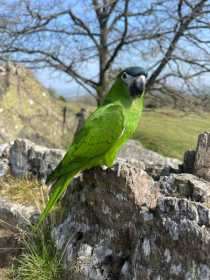 Lost Macaw