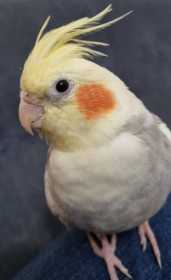 Lost Cockatiel