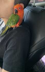 Lost Conure