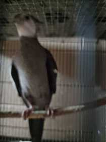 Lost Cockatiel